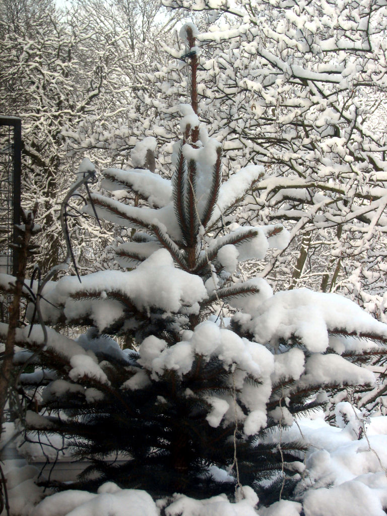 schnee100103-007.jpg