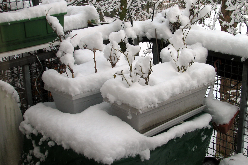schnee100103-018.jpg