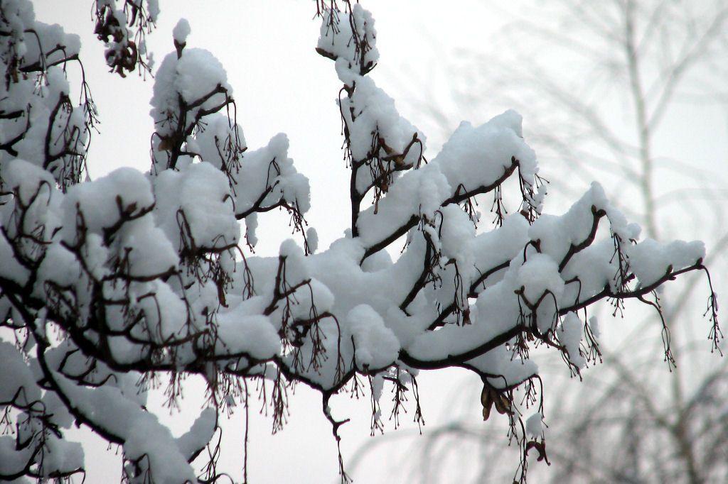 schnee100103-020.jpg