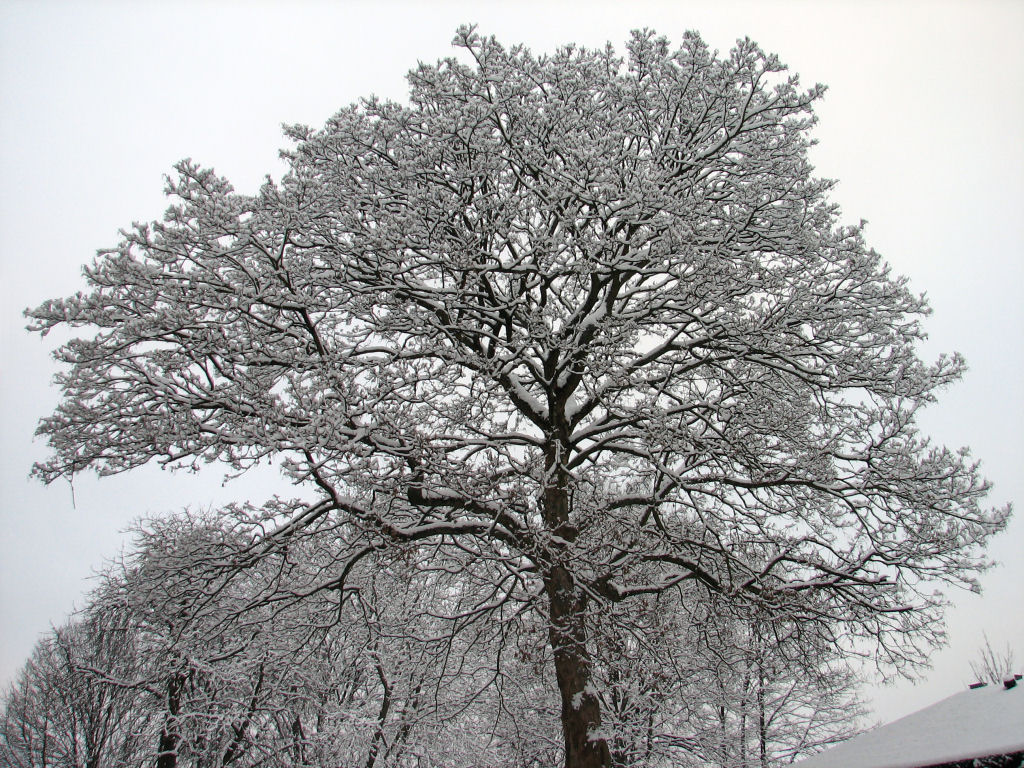 schnee100103-023.jpg