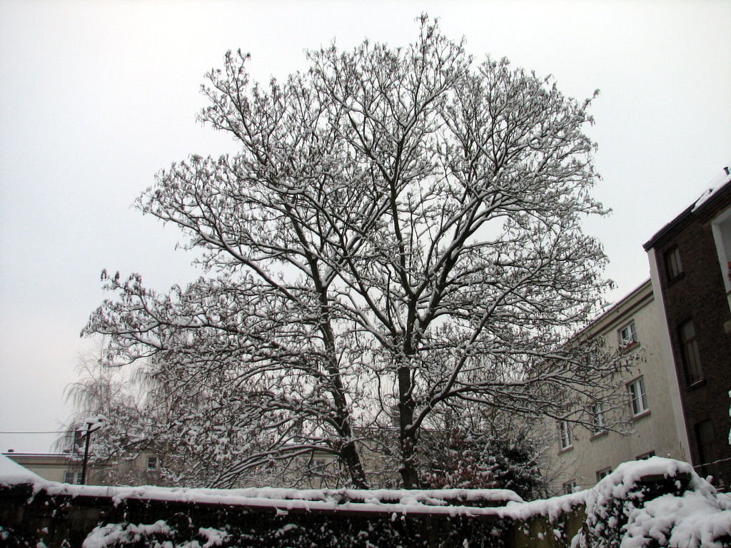 schnee100103-025.jpg
