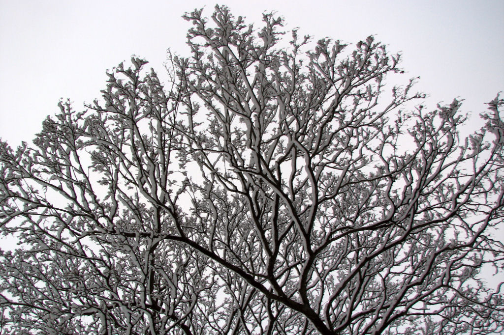 schnee100103-030.jpg