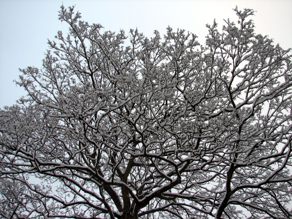 schnee100103-033.jpg