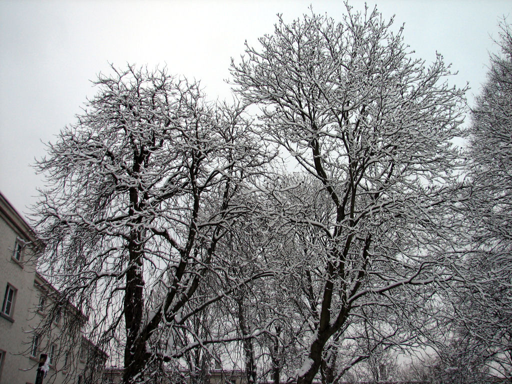 schnee100103-035.jpg