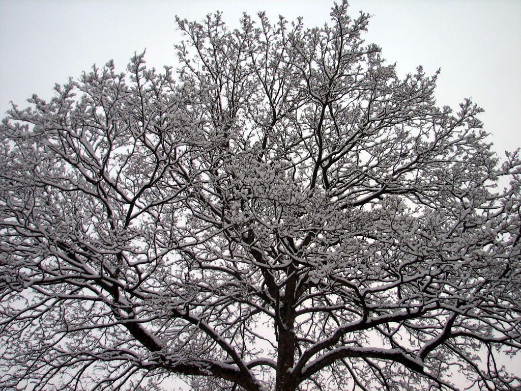 schnee100103-043.jpg
