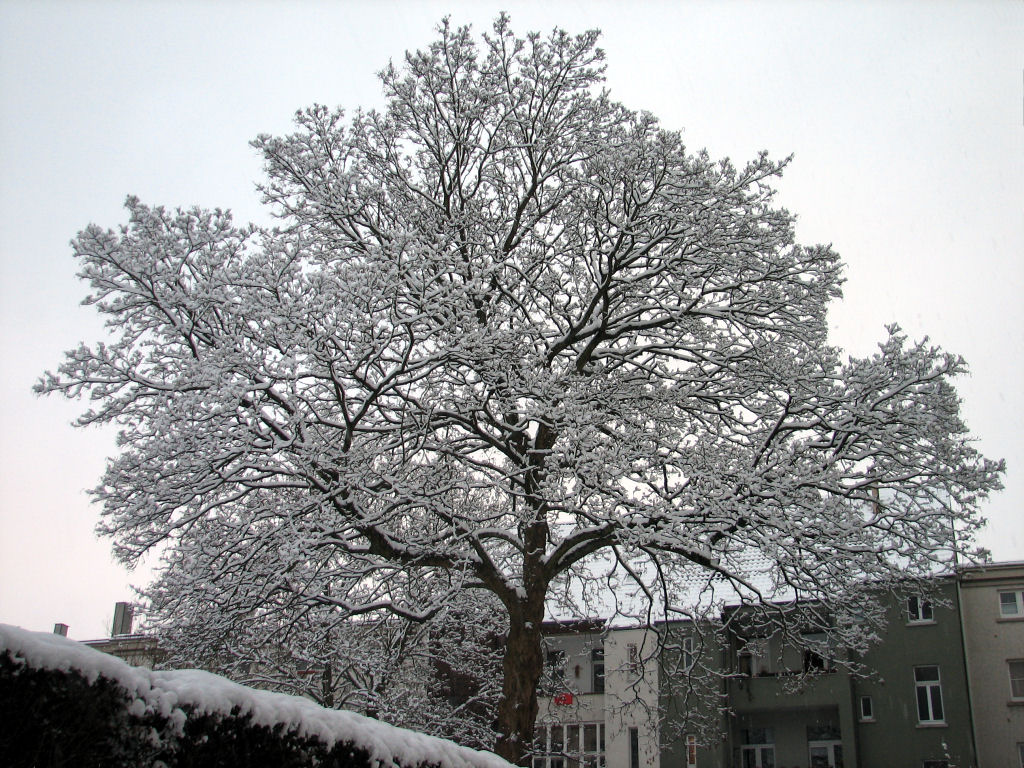 schnee100103-045.jpg