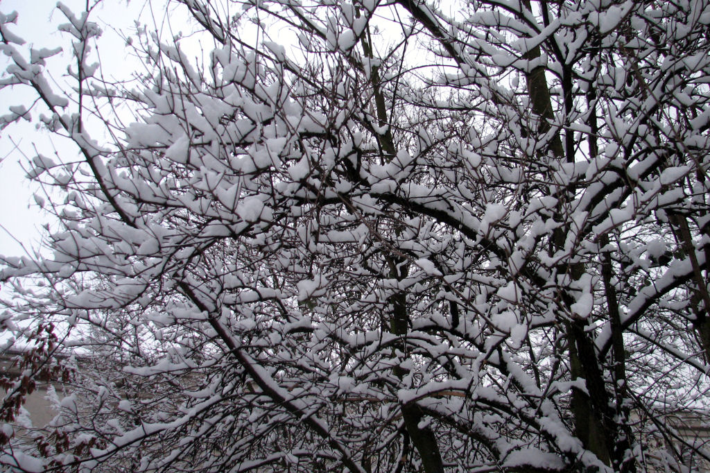 schnee100103-069.jpg