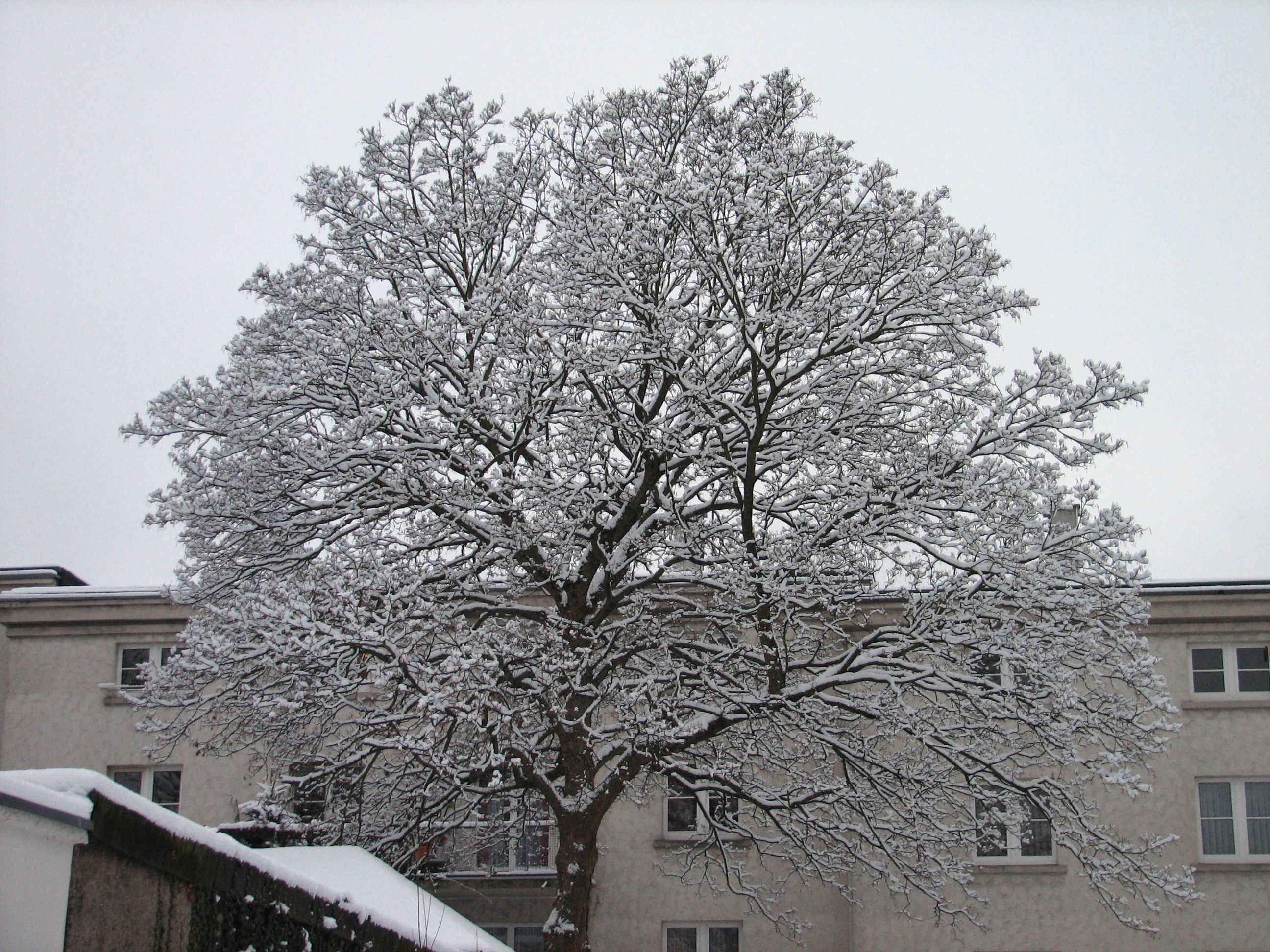 schnee100103-082.jpg