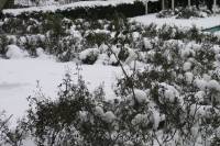 schnee100112-048.jpg