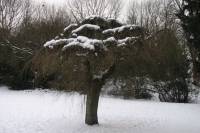 schnee100112-050.jpg