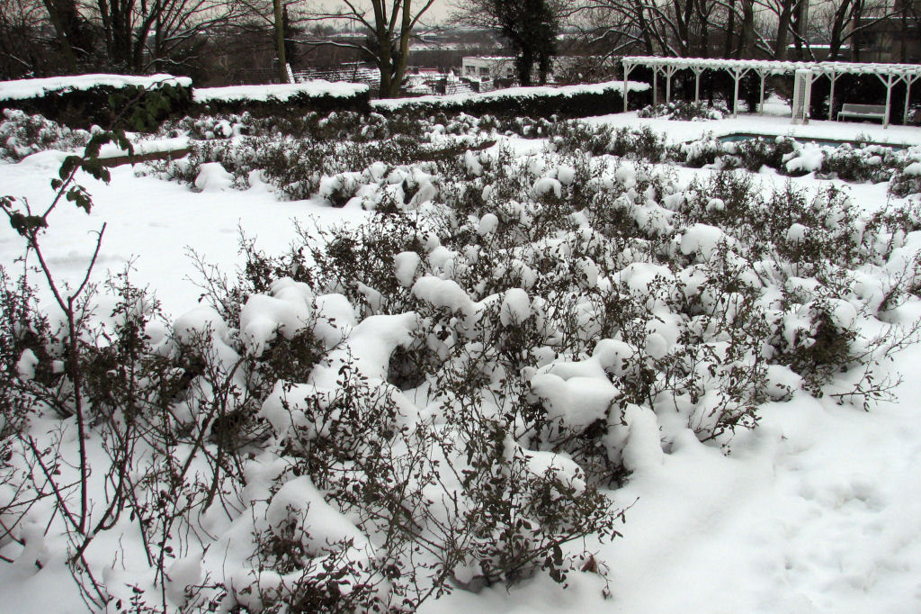 schnee100112-042.jpg
