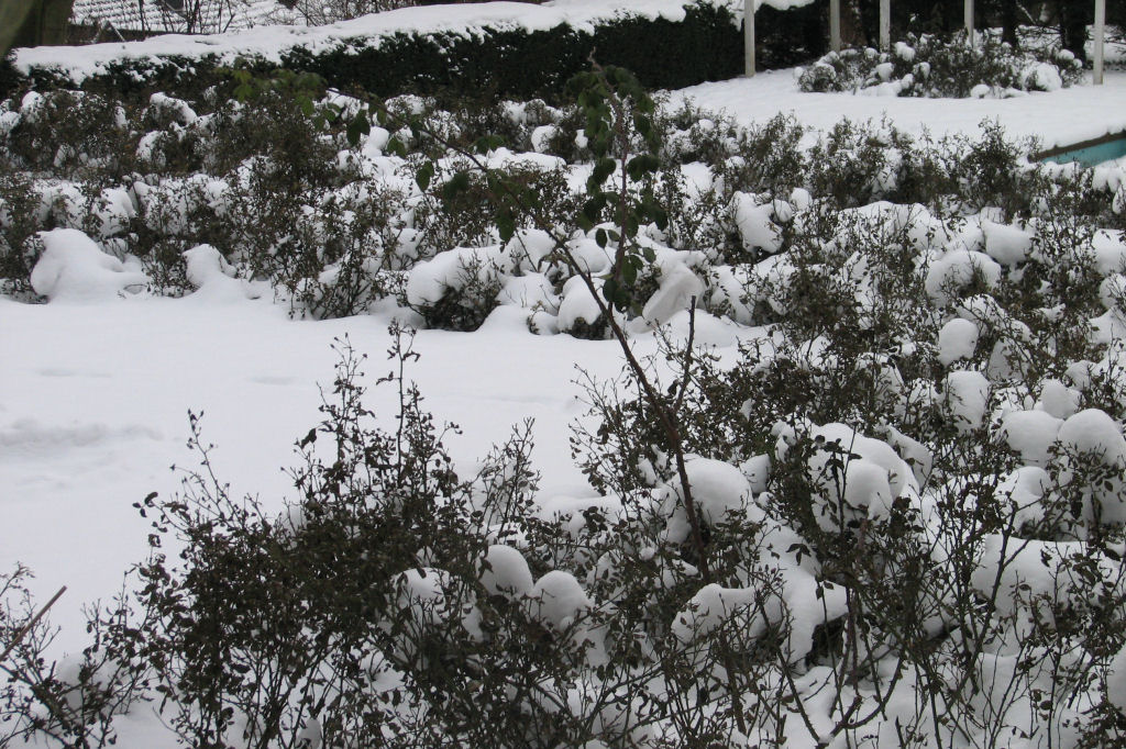 schnee100112-048.jpg