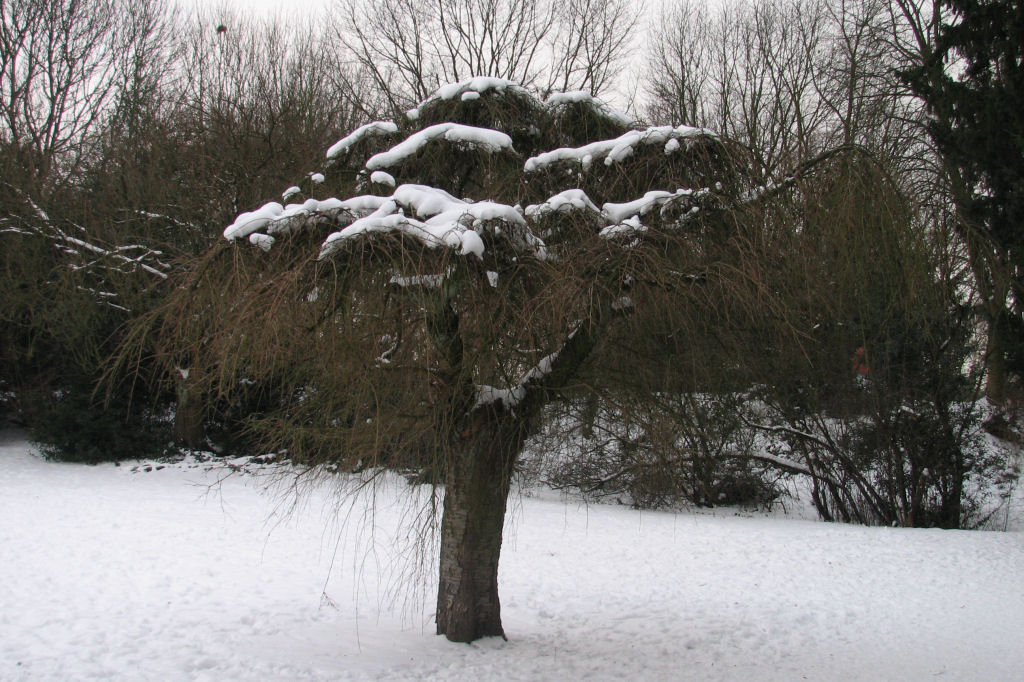 schnee100112-050.jpg