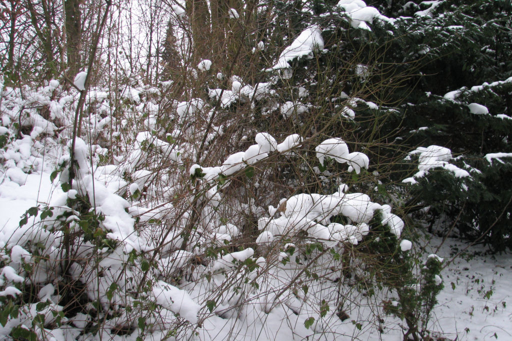 schnee100112-068.jpg