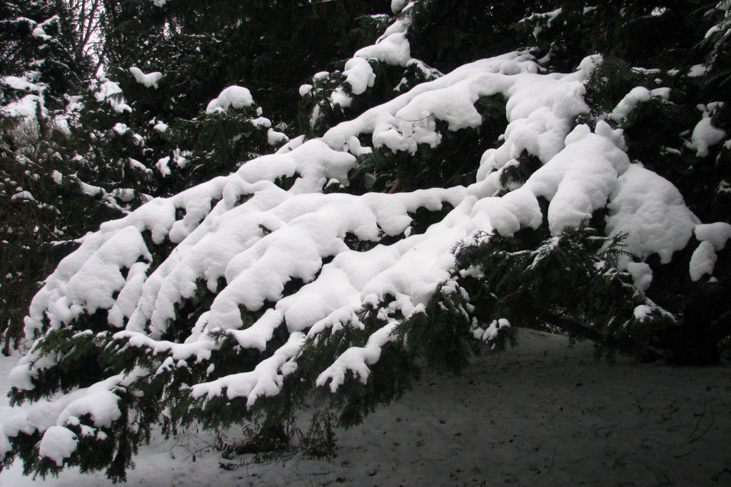 schnee100112-076.jpg