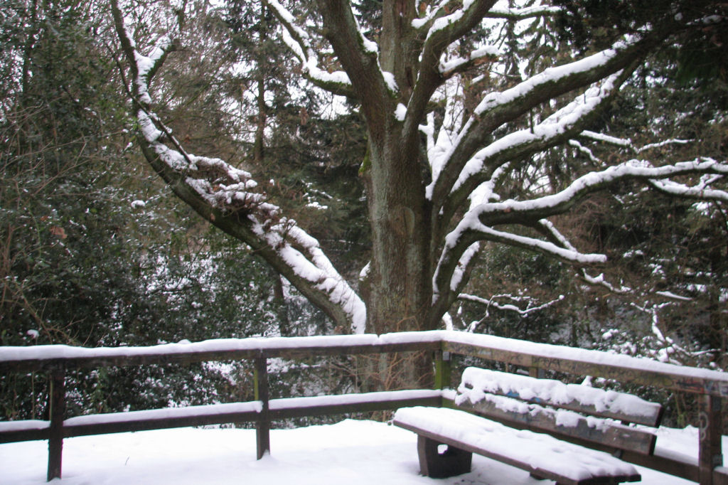 schnee100112-084.jpg