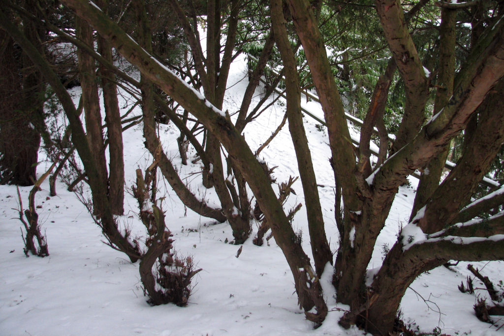 schnee100112-088.jpg