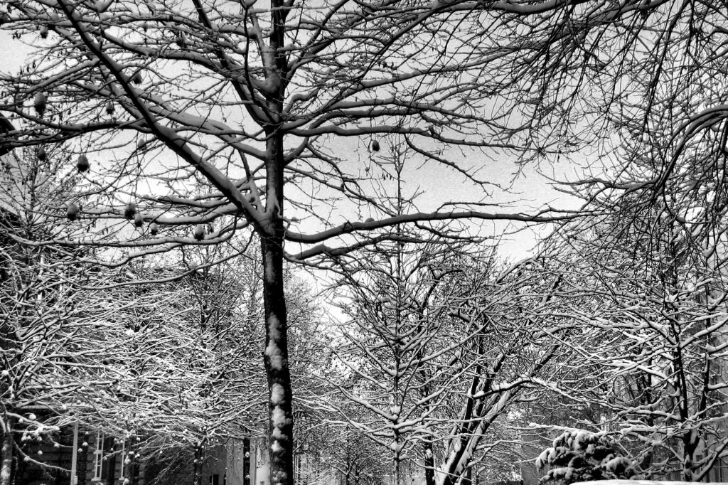 schnee101218-33.jpg