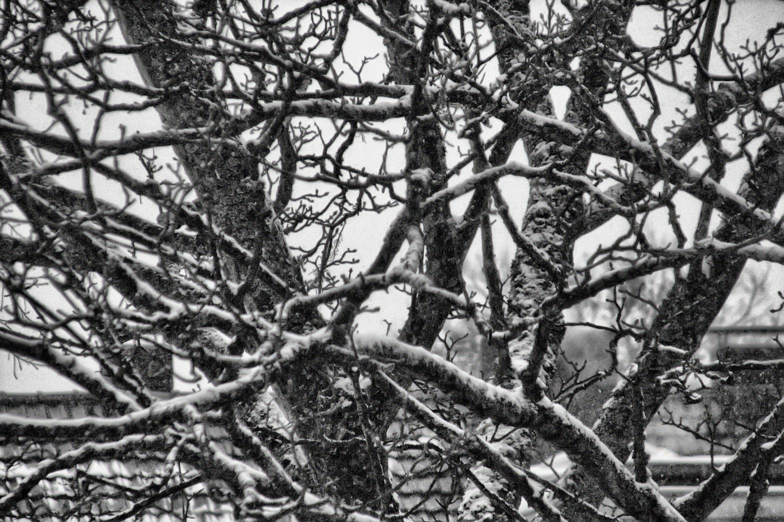 schnee121207-03.jpg