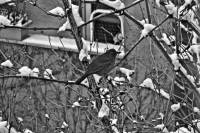 schnee130114a-13.jpg