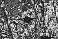 schnee130114a-14.jpg