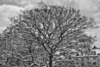 schnee130114a-16.jpg