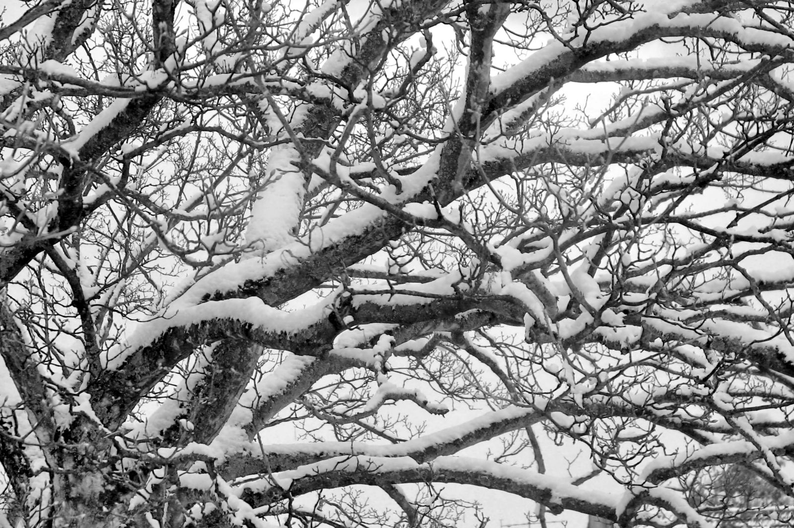 schnee130114a-12.jpg