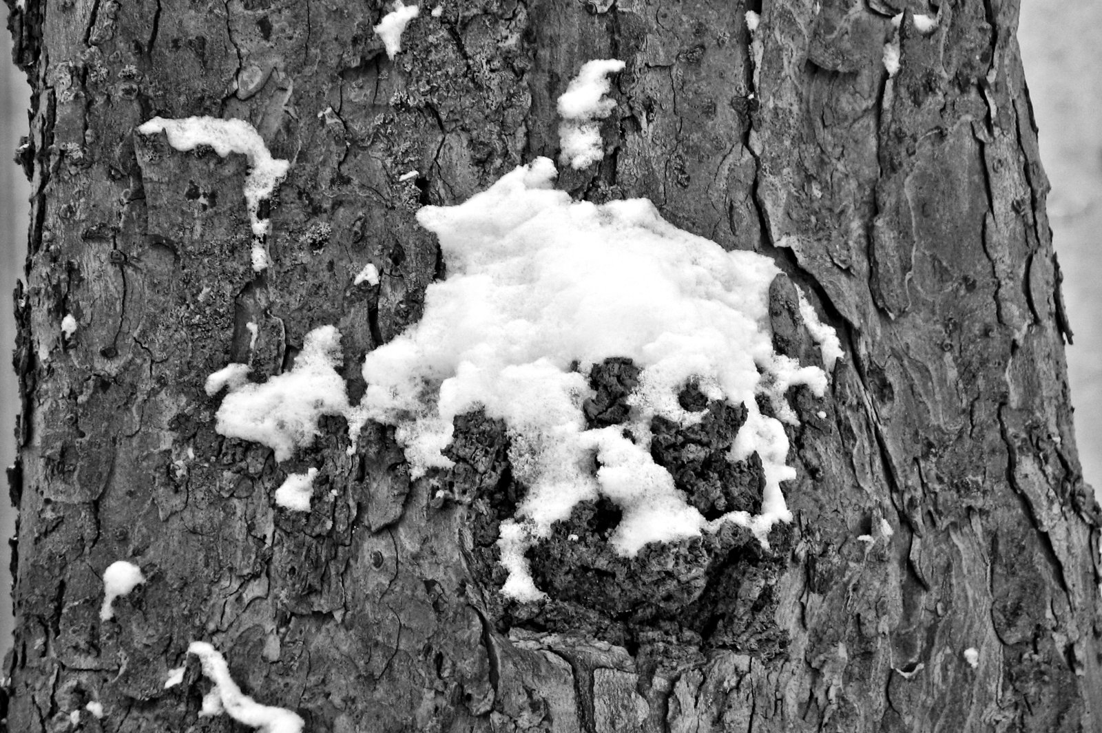 schnee130114b-05.jpg