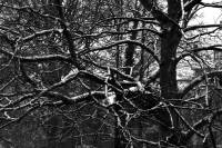 snow141229-05.jpg
