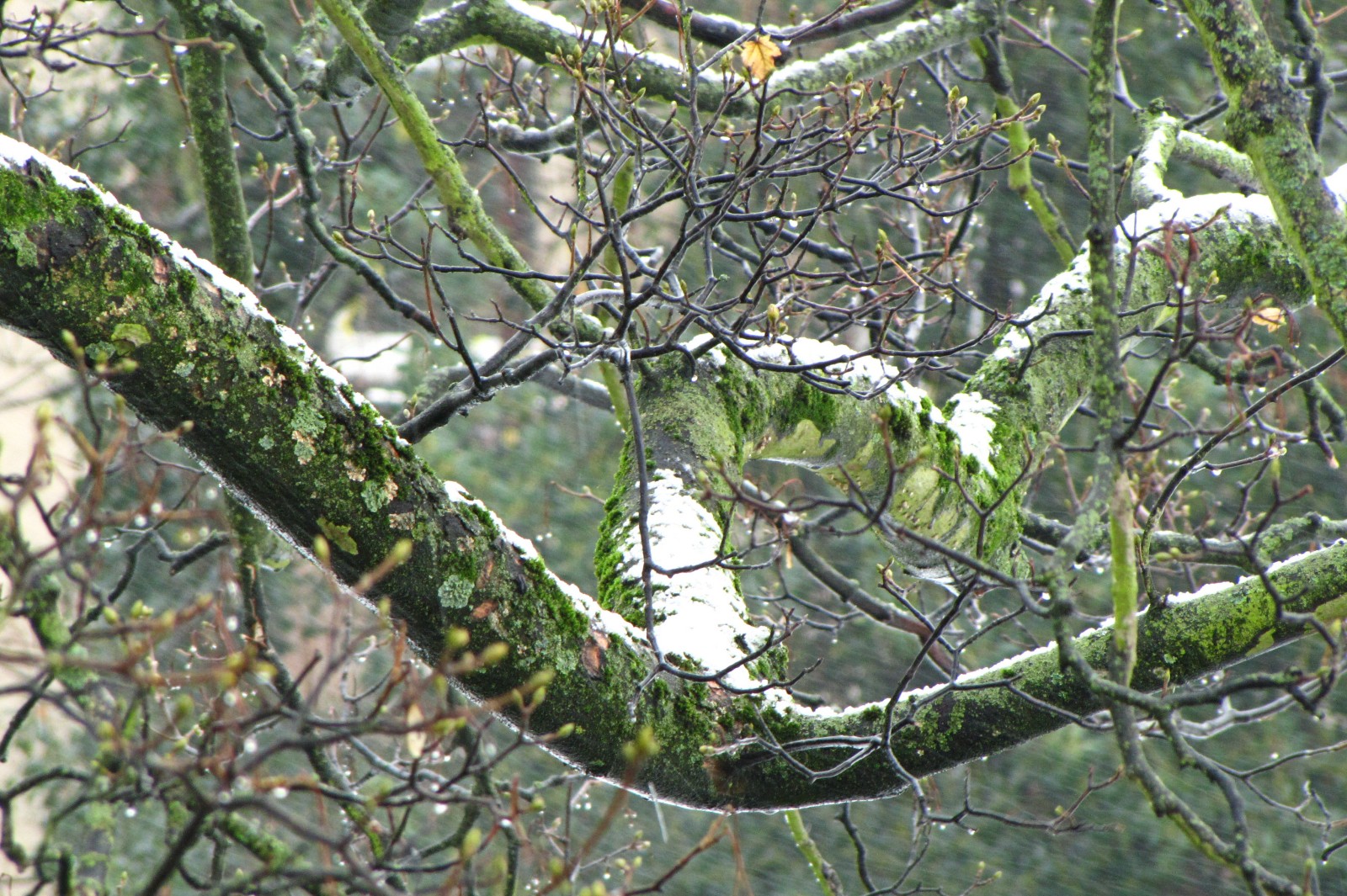 snow141227-05.jpg