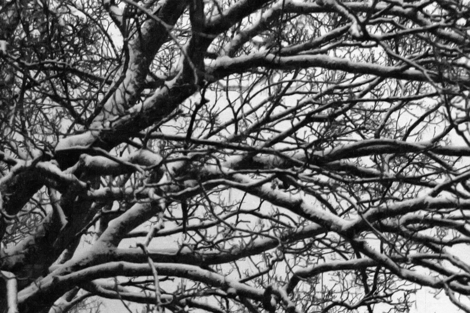 snow141229-04.jpg