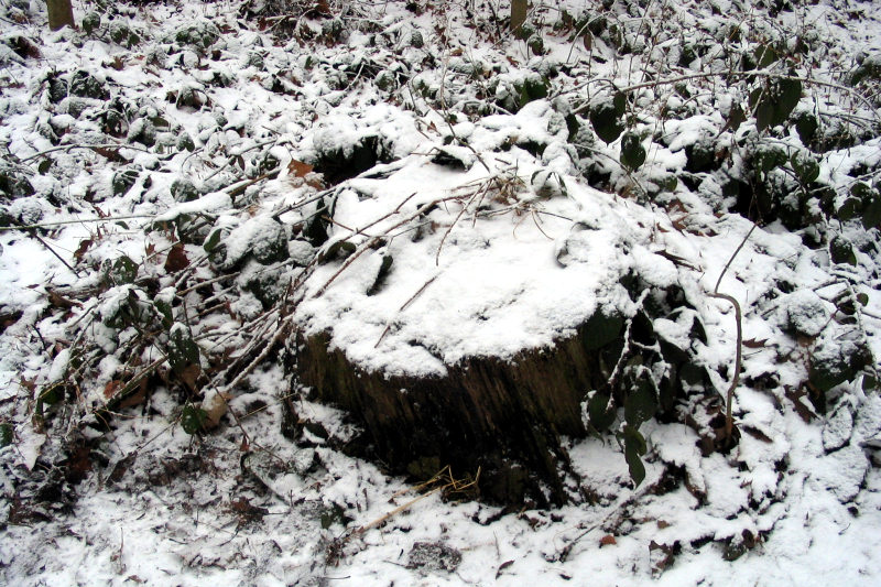 schnee191-050127.jpg