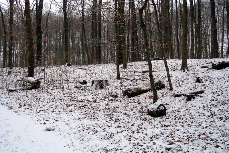 schnee222-050127.jpg
