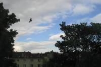 bird02-030520.jpg